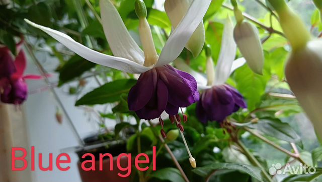 Фуксия Blue angel купить в Санкт-Петербурге | Товары для дома и дачи ...