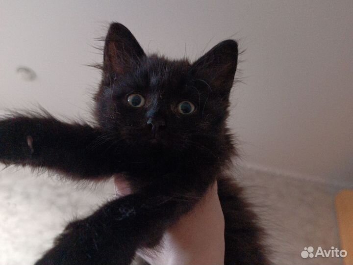 Котенок в добрые руки