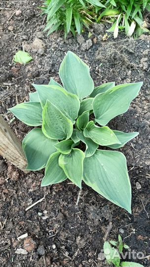 Многолетняя хоста