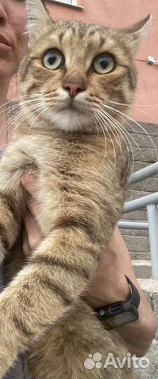 Кошка в дар бесплатно