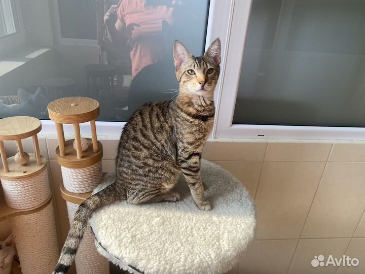 Чаузи котик Геракл