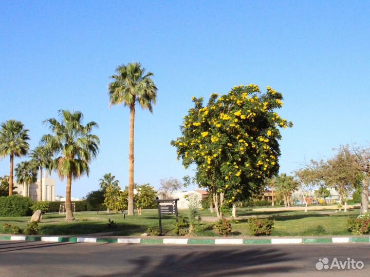 Relax-тур в Sharm El-Sheikh 6 дн