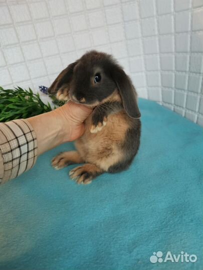 Голубые огневки, карликовые бараны