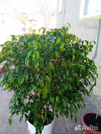 Фикус бенджамина