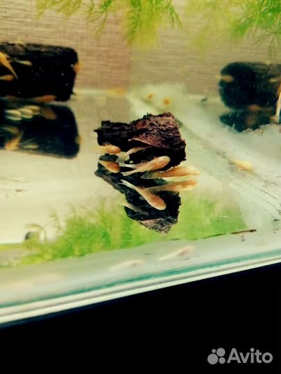 Сомики анциструсы, молодь своего разведения