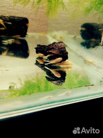 Сомики анциструсы, молодь своего разведения