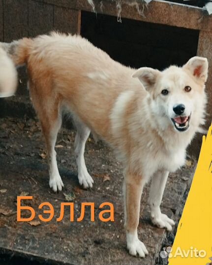 Бэлли ищет дом