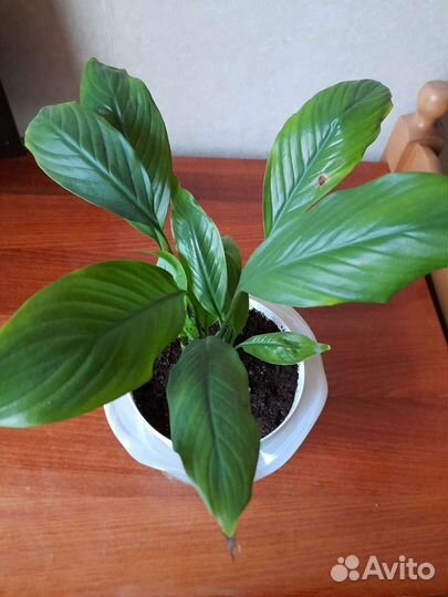 Спатифиллум