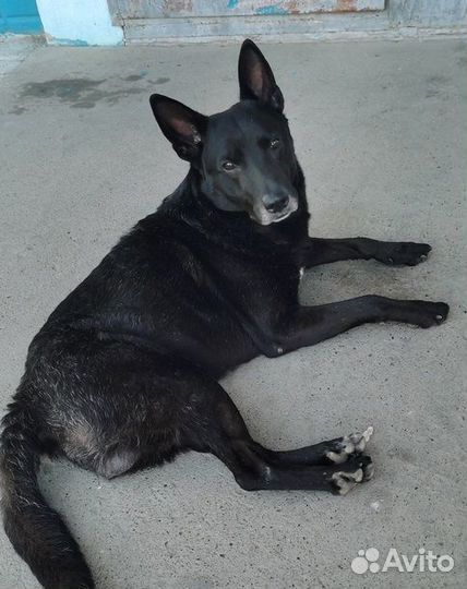 Отдам собаку в хорошие руки