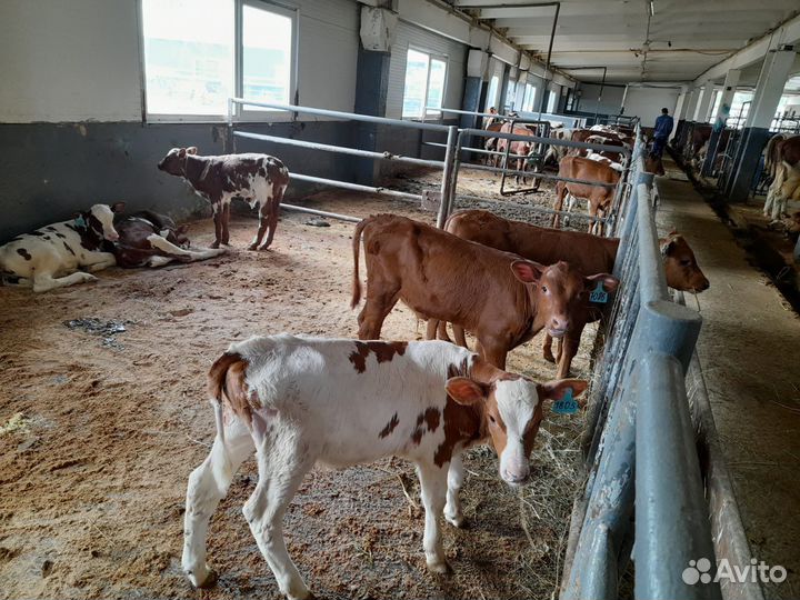 Телята бычки