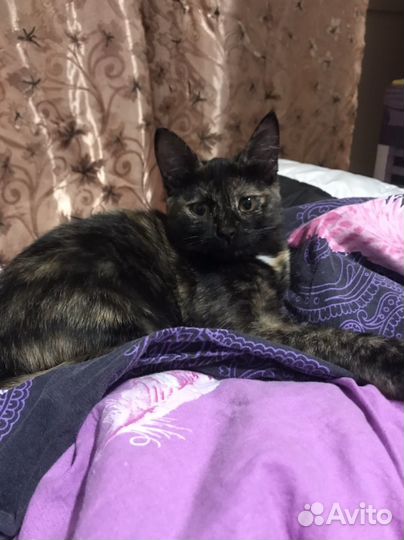 Кошки в добрые руки