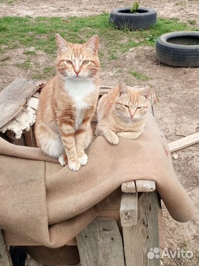 Коты в добрые руки
