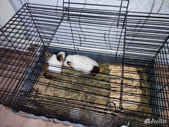 Морская свинка