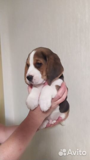 Щенки Бигль