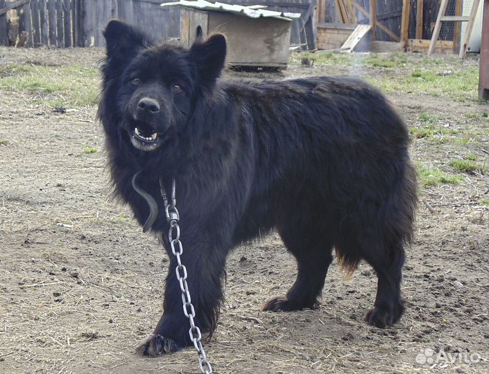 Блэк - молодой кастрат на охрану в дар