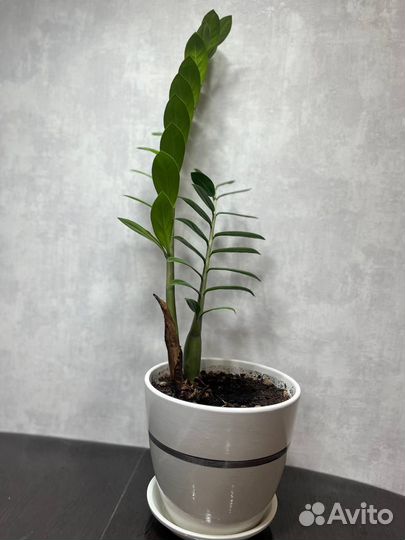 Замиокулькас