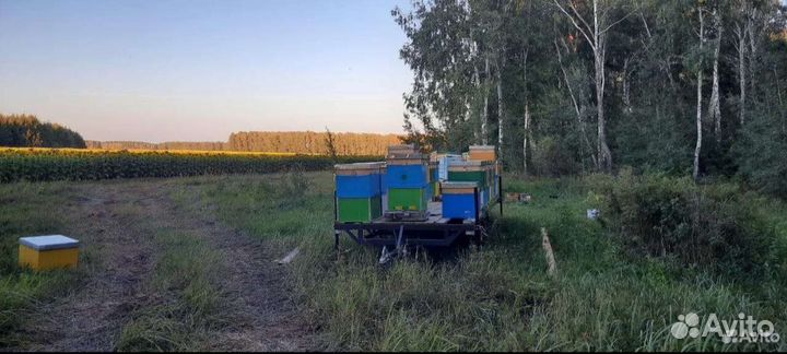 Мед цветочный свежий с доставкой 2024