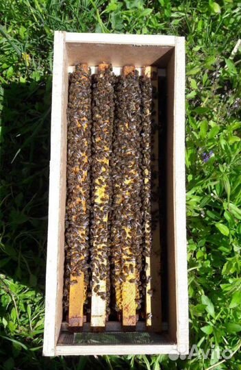 Купить Пчелопакеты 2024 Карника Бакфаст Карпатка