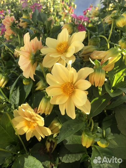 Букет цветы к 1 сентября