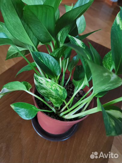 Сциндапсус золотистый