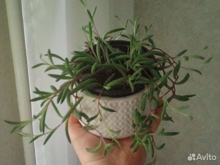 Сенецио геррейна