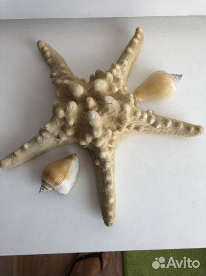 Морская звезда