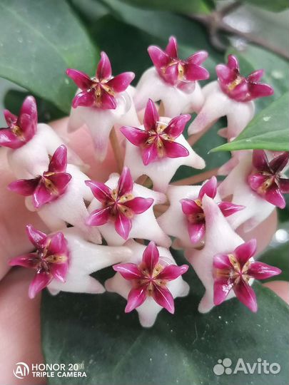 Набор хой N 2 из 8, 16 или 30 видов