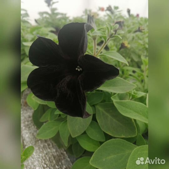 Петуния вегетативная/часть 1