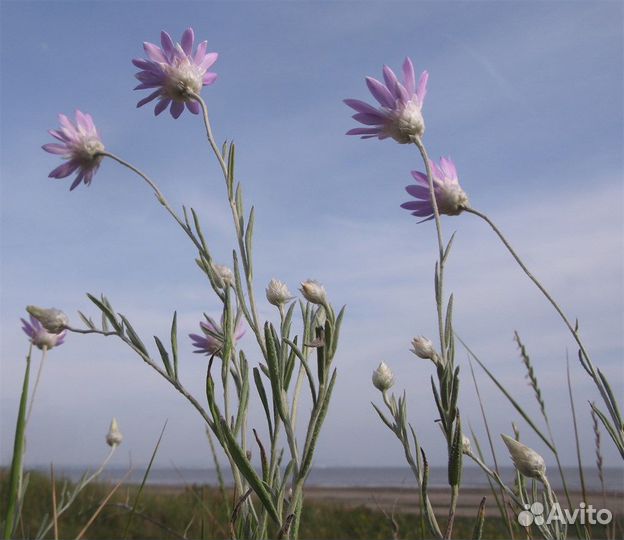 Бессмертник однолетний (сухоцвет), семена