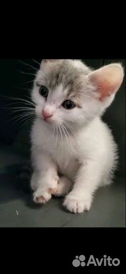 Котенок в добрые руки
