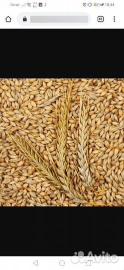 Зерносмесь, ячмень