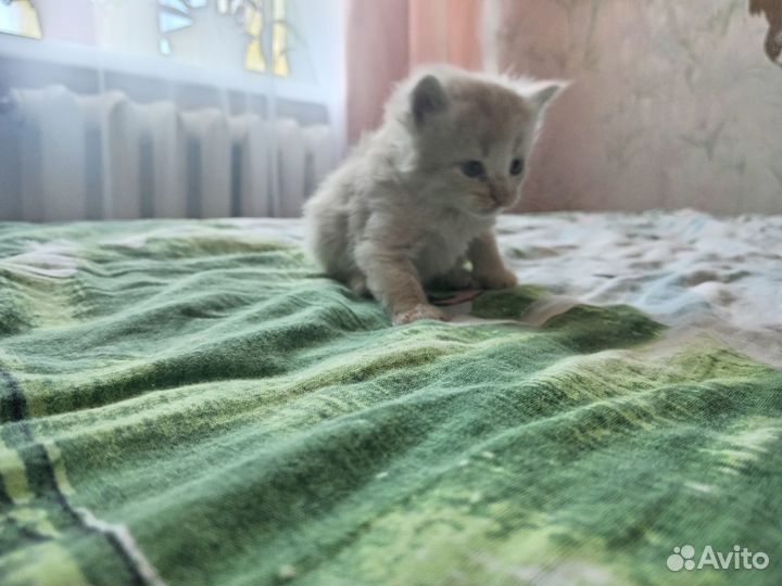 Милые котята
