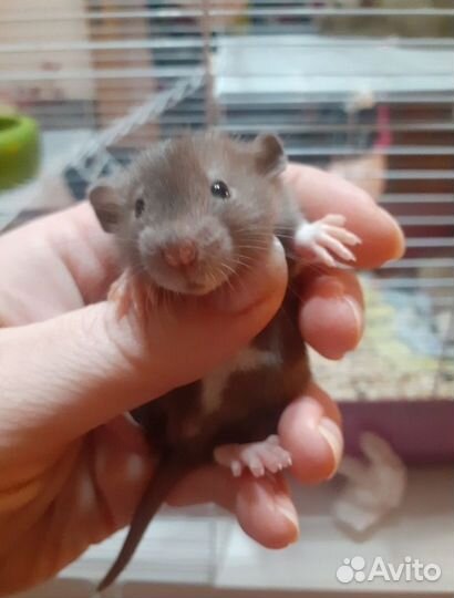 Крысы дамбо малыши