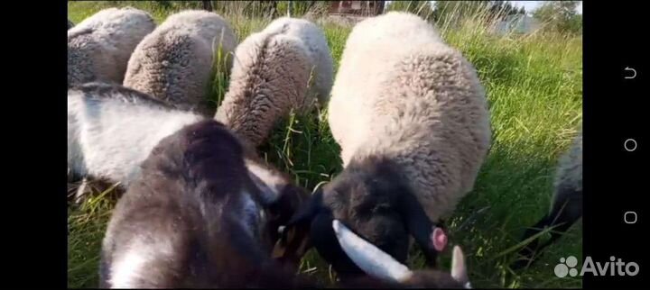 Бараны овцы козлики