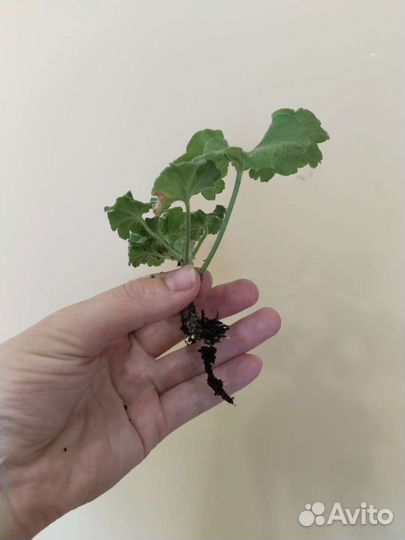 Сортовая пеларгония уг Айгуль, Denise