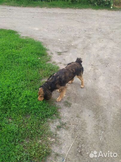 Щенки спаниеля