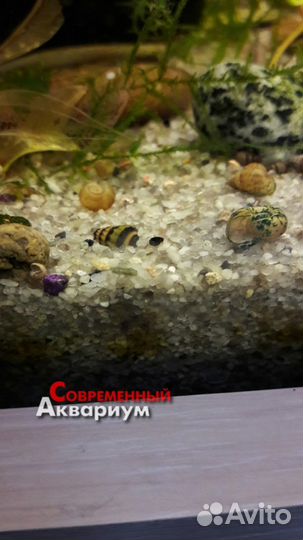 Улитки аквариумные