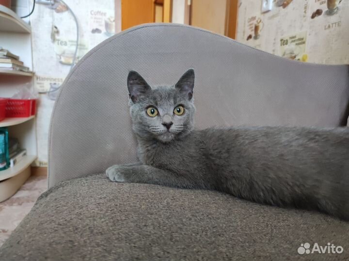 Молодая кошечка