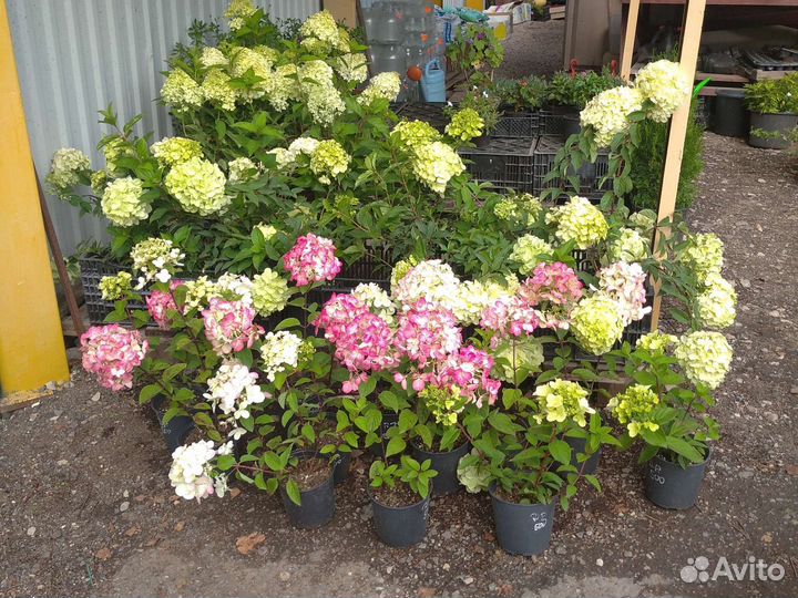 Гортензия метельчатая