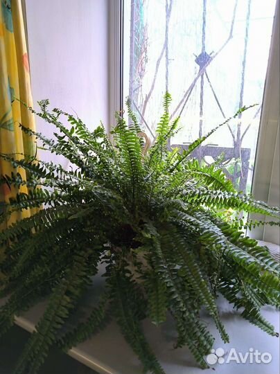 Папоротник многолетник большой