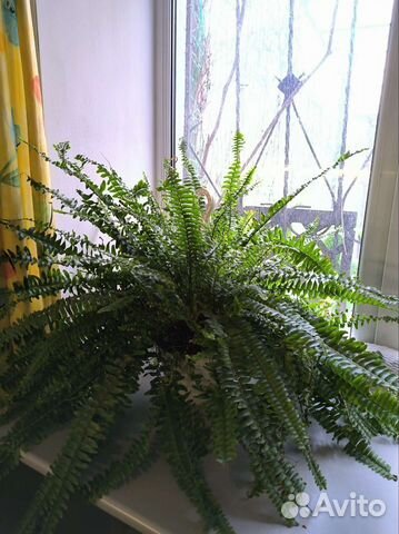 Папоротник многолетник большой