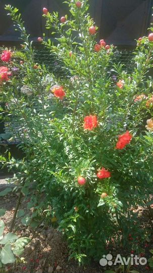 Кустарники и многолетники