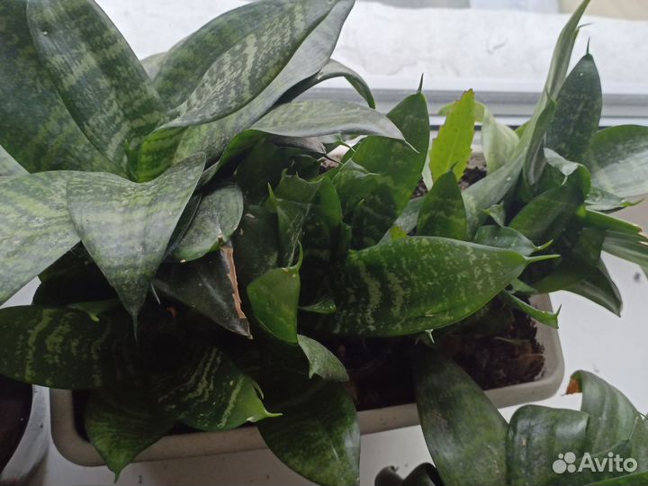 Сансевиерия ханни