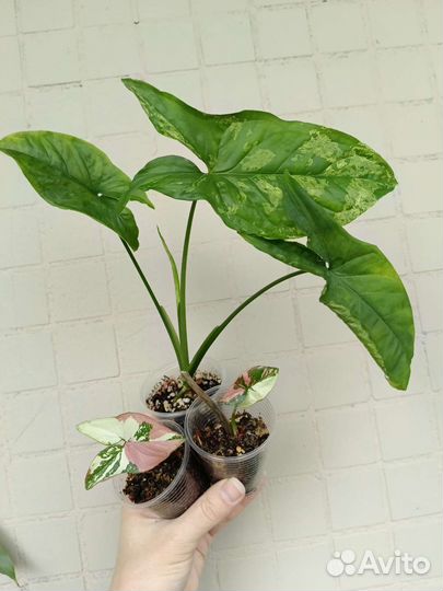 Сингониумы и другие растения