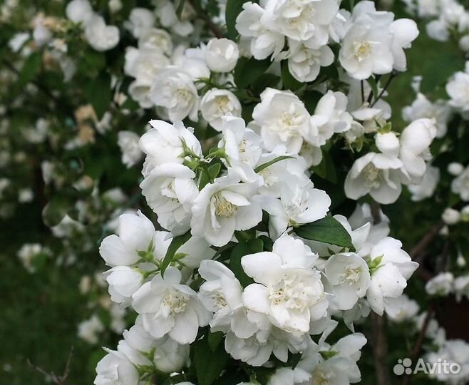 Саженец садового жасмина сорт Вирджинал