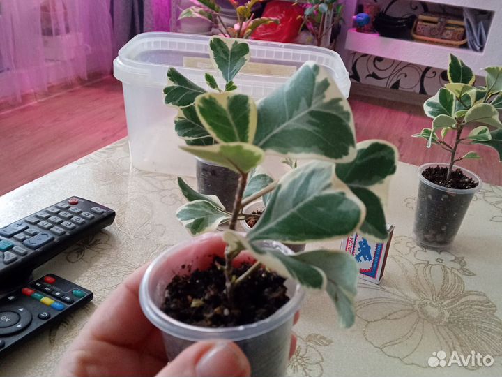 Фикус триангулярис вайт марджин