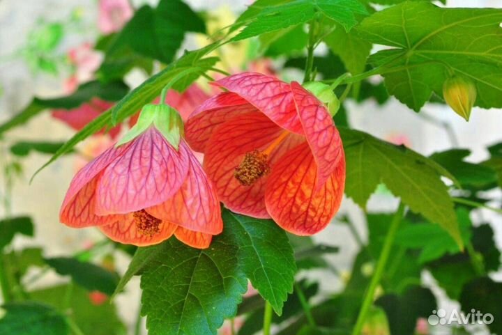 Клен комнатный абутилон