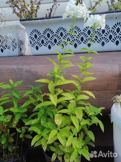 Чабрец саженцы