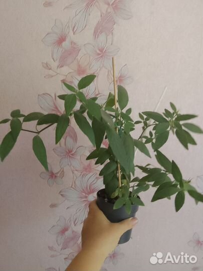Комнатные растения