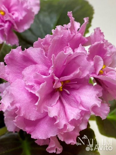 Фиалки сортовые